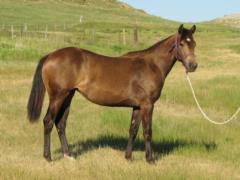Pictured as a yearling
